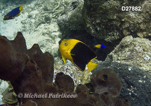 Rock Beauty (Holacanthus tricolor)